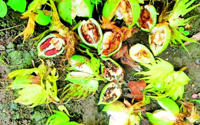 Outbreak of bollworm in Wani sub-division | वणी उपविभागात बोंडअळीचा उद्रेक Outbreak of bollworm in Wani sub-division | वणी उपविभागात बोंडअळीचा उद्रेक