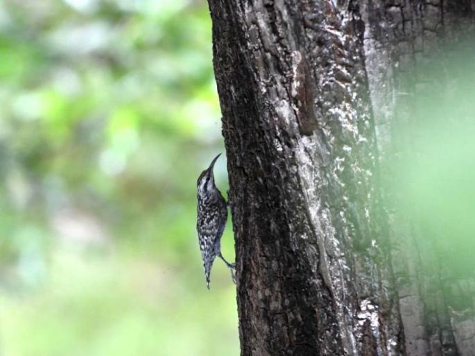 Rare 'Creeper' bird recorded at Pandharkavada in Yavatmal district | दुर्मिळ ‘क्रिपर’ पक्ष्याची यवतमाळ जिल्ह्यातील पांढरकवडा येथे नोंद Rare 'Creeper' bird recorded at Pandharkavada in Yavatmal district | दुर्मिळ ‘क्रिपर’ पक्ष्याची यवतमाळ जिल्ह्यातील पांढरकवडा येथे नोंद