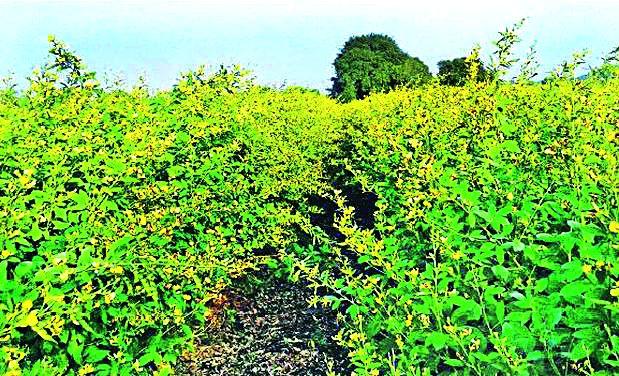 Turmeric risk in cloudy weather | ढगाळ वातावरणाने तूर पीक धोक्यात