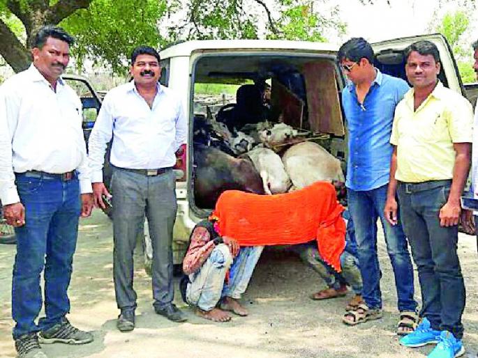 Animal smuggled luxury vehicles | जनावर तस्करीत आलिशान वाहने Animal smuggled luxury vehicles | जनावर तस्करीत आलिशान वाहने