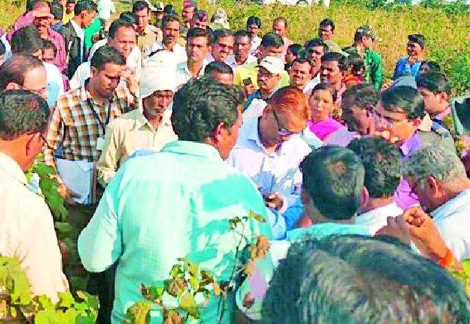 Farmers' outcry shows rotten crop | सडलेले पीक दाखवत शेतकऱ्यांचा आक्रोश Farmers' outcry shows rotten crop | सडलेले पीक दाखवत शेतकऱ्यांचा आक्रोश