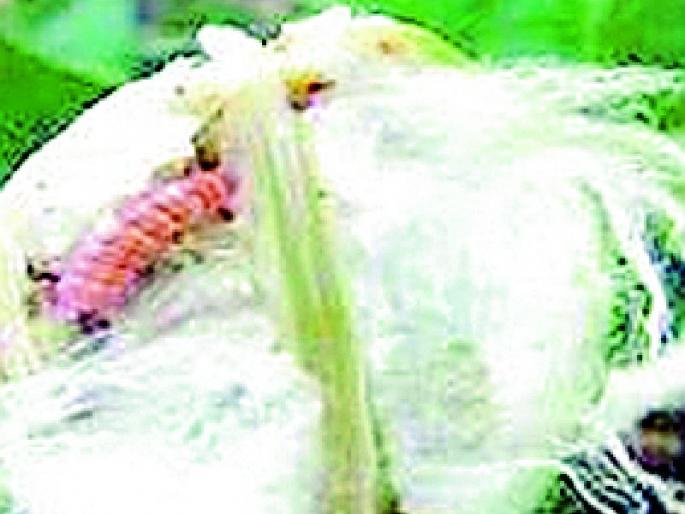 Help in the alphabetical list | अल्फाबेटीकल यादीत अडली बोंडअळीची मदत Help in the alphabetical list | अल्फाबेटीकल यादीत अडली बोंडअळीची मदत