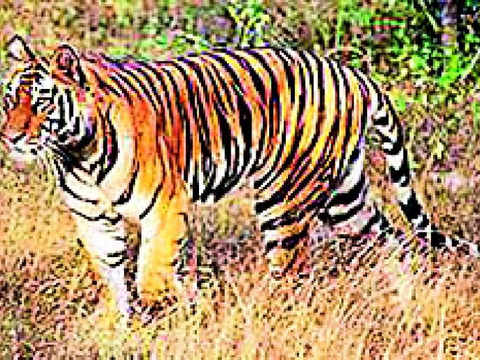 14 farmers killed, 172 injured | १४ शेतकरी शिकार, १७२ जखमी 14 farmers killed, 172 injured | १४ शेतकरी शिकार, १७२ जखमी