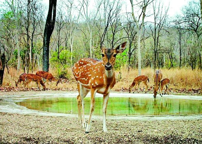 667 waterfowls for animals | प्राण्यांसाठी ६६७ पाणवठे 667 waterfowls for animals | प्राण्यांसाठी ६६७ पाणवठे