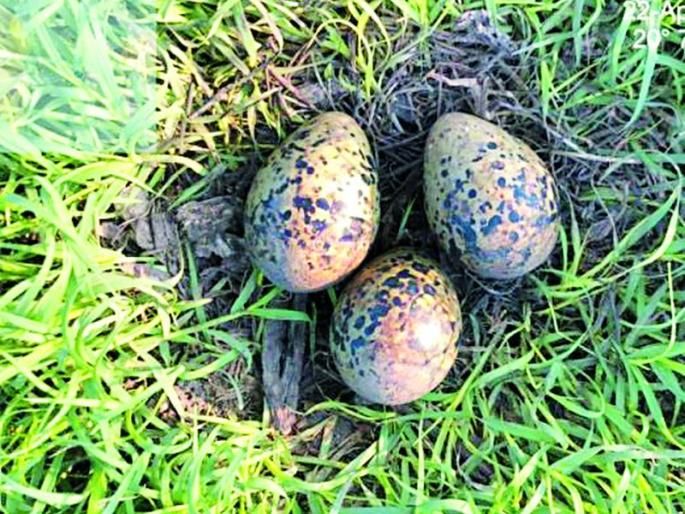 In the event of birdquake | पक्षीवैभव संकटात In the event of birdquake | पक्षीवैभव संकटात