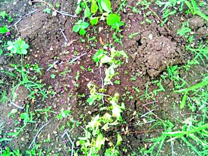 Due to heavy rains, there are half a crop in the district | हटखोर पावसामुळे जिल्ह्यात अर्धी पिके करपली Due to heavy rains, there are half a crop in the district | हटखोर पावसामुळे जिल्ह्यात अर्धी पिके करपली