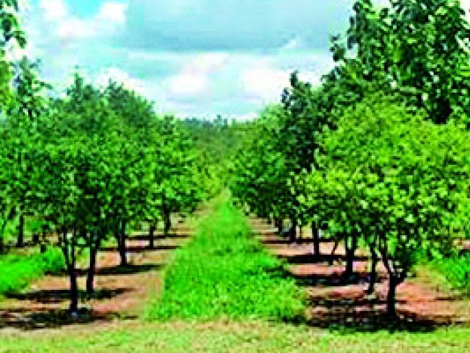 Chandan Park will be set up in Waraj village | वारज गावामध्ये साकारणार चंदन पार्क