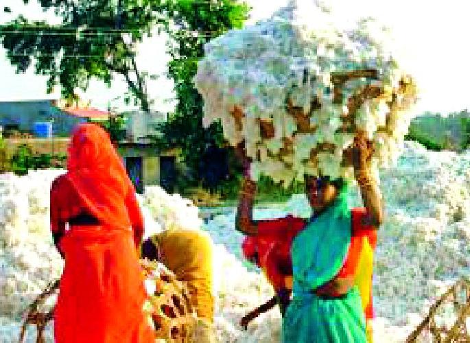 The last three days will be cotton purchases | अखेरचे तीन दिवस होणार कापूस खरेदी The last three days will be cotton purchases | अखेरचे तीन दिवस होणार कापूस खरेदी
