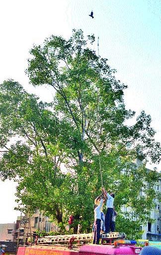 Nylon cats poison prisoners | नायलॉन मांजाने कबुतर जायबंदी  Nylon cats poison prisoners | नायलॉन मांजाने कबुतर जायबंदी