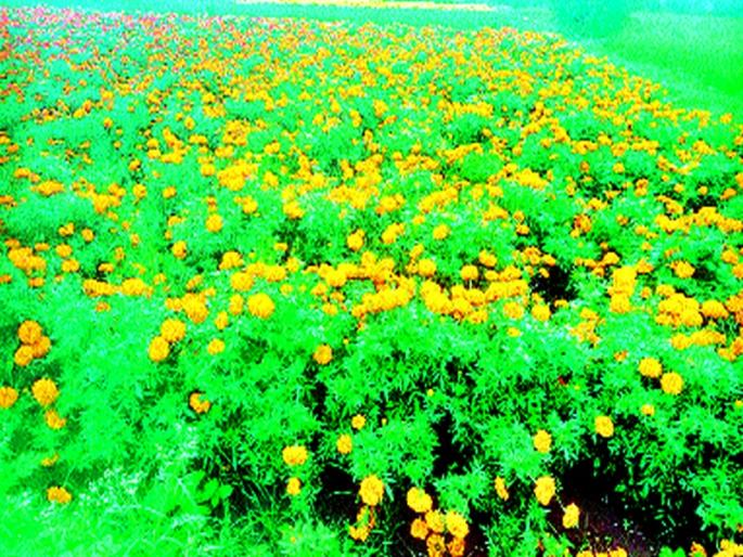  Damage to the marigold in the Vincur Dalvi area | विंचूर दळवी परिसरात झेंडूचे नुकसान