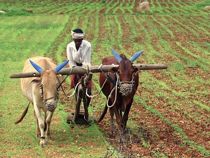 Livelihood for maize; The hope of the Lord is shining | मक्याला तूर्त जीवदान; खरिपाच्या आशा पल्लवित Livelihood for maize; The hope of the Lord is shining | मक्याला तूर्त जीवदान; खरिपाच्या आशा पल्लवित