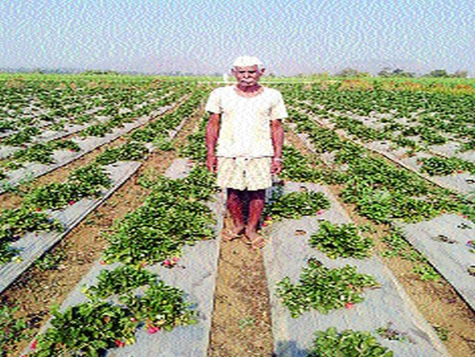 Strawberries stir up tribal farmers | स्ट्रॉबेरीमुळे आदिवासी शेतकऱ्यांना उभारी Strawberries stir up tribal farmers | स्ट्रॉबेरीमुळे आदिवासी शेतकऱ्यांना उभारी