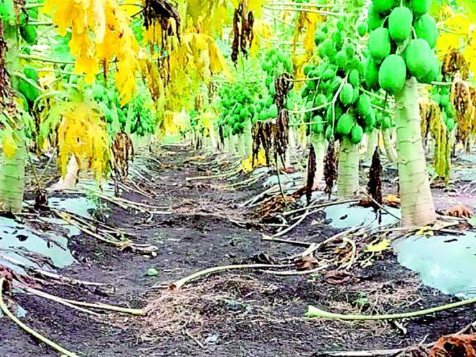 Zero Cultivation with Income Fund | झिरो मशागत शेतीने उत्पन्नाच्या धनराशी