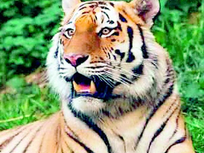 It is the government that endangered the existence of tigers | शासनानेच आणले वाघांचे अस्तित्व धोक्यात