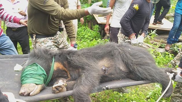 The arrival of the bear at Ballarpur in Chandrapur district | चंद्रपूर जिल्ह्यातील बल्लारपुरात अस्वलाचे आगमन; नागरिकांची तारांबळ The arrival of the bear at Ballarpur in Chandrapur district | चंद्रपूर जिल्ह्यातील बल्लारपुरात अस्वलाचे आगमन; नागरिकांची तारांबळ