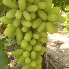 As a grappling stole, Nasik sent the children to the house by worrying! | द्राक्षे चोरली म्हणून नाशिकला अल्पवयीन मुलांना विवस्र करून पाठविले घरी ! As a grappling stole, Nasik sent the children to the house by worrying! | द्राक्षे चोरली म्हणून नाशिकला अल्पवयीन मुलांना विवस्र करून पाठविले घरी !