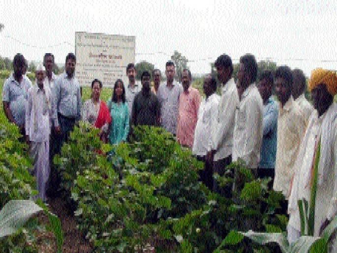 The scientists arrived directly at the farmers' dam | शास्त्रज्ञ पोहोचले थेट शेतकऱ्यांच्या बांधावर The scientists arrived directly at the farmers' dam | शास्त्रज्ञ पोहोचले थेट शेतकऱ्यांच्या बांधावर