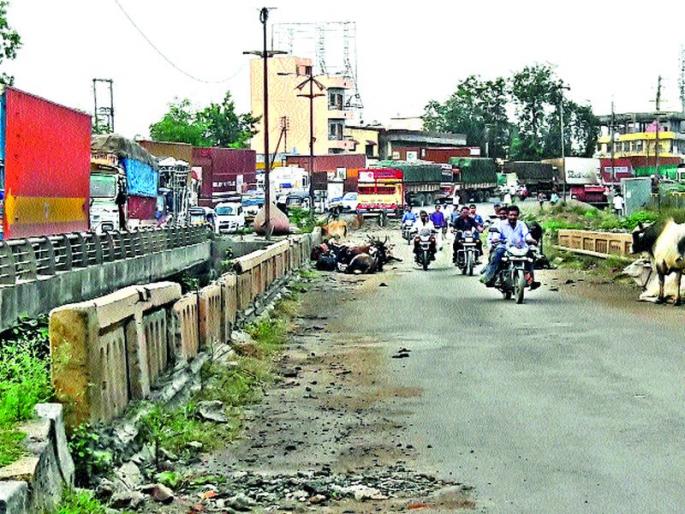  Ruckus | मोकाट जनावरांचा उपद्रव