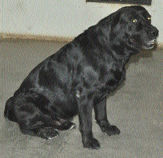 Bead police boosts the spirit of 'Shawn' Champ | श्वान ‘चॅम्प’मुळे बीड पोलिसांची मान उंचावली Bead police boosts the spirit of 'Shawn' Champ | श्वान ‘चॅम्प’मुळे बीड पोलिसांची मान उंचावली