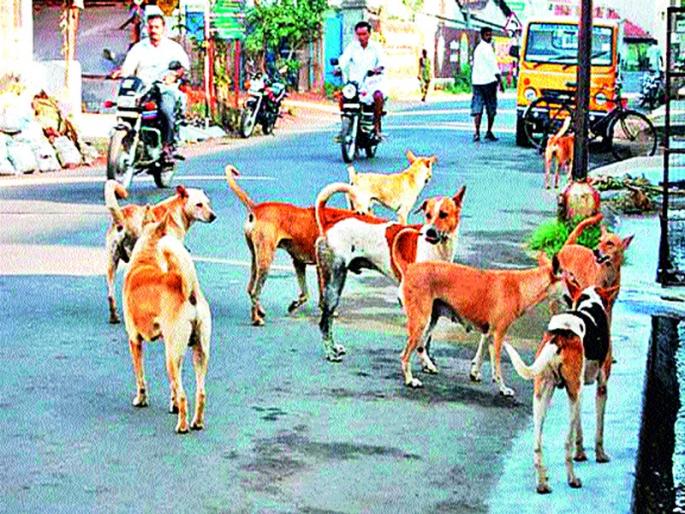 There are innumerable stray dogs in the city area, only one and a half thousand mark in mind | शहर परिसरात असंख्य भटके श्वान,  मनपात फक्त दीड हजाराचीच नोंद