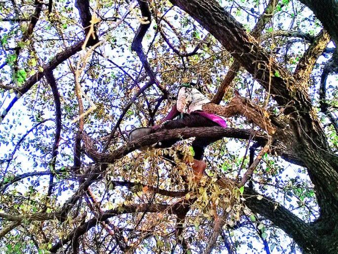 The record for honey removal in 11 places on one day | एकाच दिवशी ११ ठिकाणी मध काढण्याचा विक्रम The record for honey removal in 11 places on one day | एकाच दिवशी ११ ठिकाणी मध काढण्याचा विक्रम