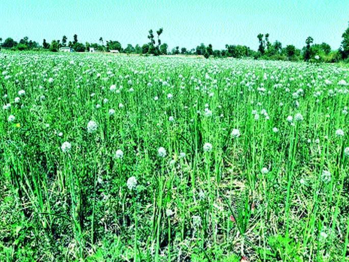  Changes in the environment; Onion was turned on the hill | वातावरणात बदल; कांद्याला लागले डोंगळे