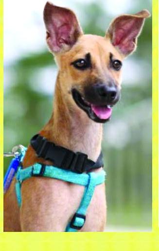 Street dogs problem in Nagpur is due to lethargic approach | प्रस्तावांच्या गठ्ठ्यात अडकली नागपुरातील कुत्र्यांवरील नसबंदी Street dogs problem in Nagpur is due to lethargic approach | प्रस्तावांच्या गठ्ठ्यात अडकली नागपुरातील कुत्र्यांवरील नसबंदी