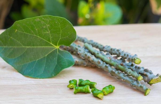 Do you take Gulvel regularly for corona prevention? Then read this first .. | कोरोनाच्या प्रतिबंधासाठी गुळवेल नियमित घेताय? मग 'हे' आधी वाचा.. Do you take Gulvel regularly for corona prevention? Then read this first .. | कोरोनाच्या प्रतिबंधासाठी गुळवेल नियमित घेताय? मग 'हे' आधी वाचा..