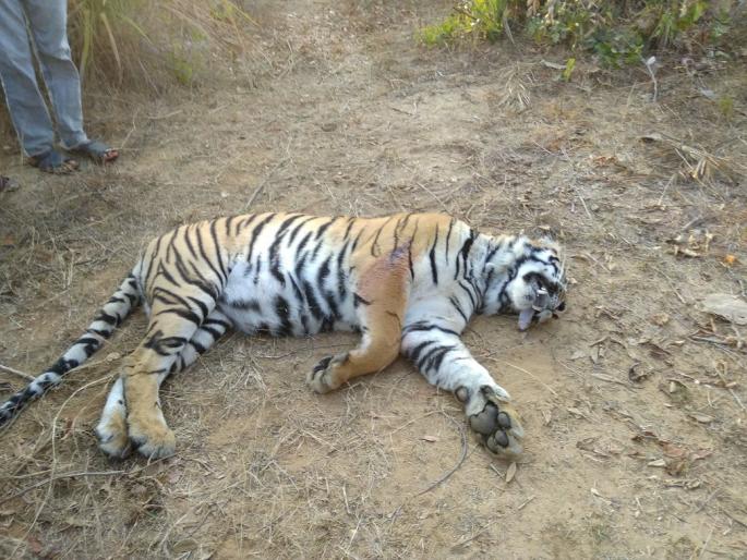The dead body of a tiger found in Sindevahi forest reserve of Chandrapur | चंद्रपूरच्या सिंदेवाही वनपरिक्षेत्रात आढळला पट्टेदार वाघिणीचा मृतदेह The dead body of a tiger found in Sindevahi forest reserve of Chandrapur | चंद्रपूरच्या सिंदेवाही वनपरिक्षेत्रात आढळला पट्टेदार वाघिणीचा मृतदेह