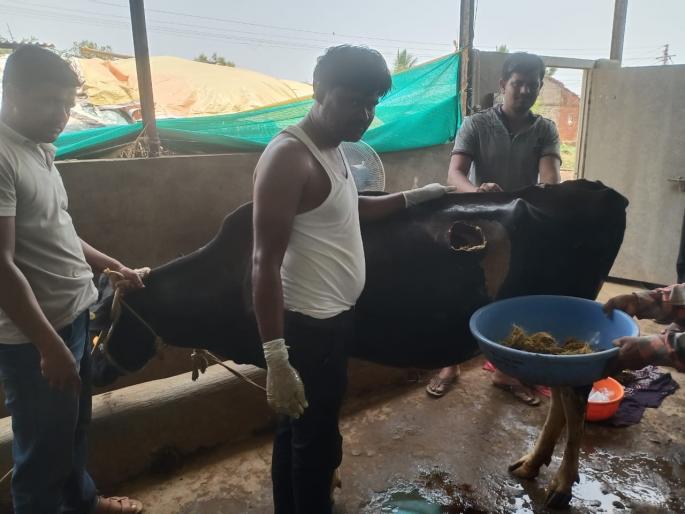 Humanity also seen for animals; At home, treatments, surgeries are done by going to the barn | जनावरांसाठीही दिसली माणुसकी ; घरी, गोठ्यात जाऊन केले जाताहेत उपचार, शस्त्रक्रिया Humanity also seen for animals; At home, treatments, surgeries are done by going to the barn | जनावरांसाठीही दिसली माणुसकी ; घरी, गोठ्यात जाऊन केले जाताहेत उपचार, शस्त्रक्रिया