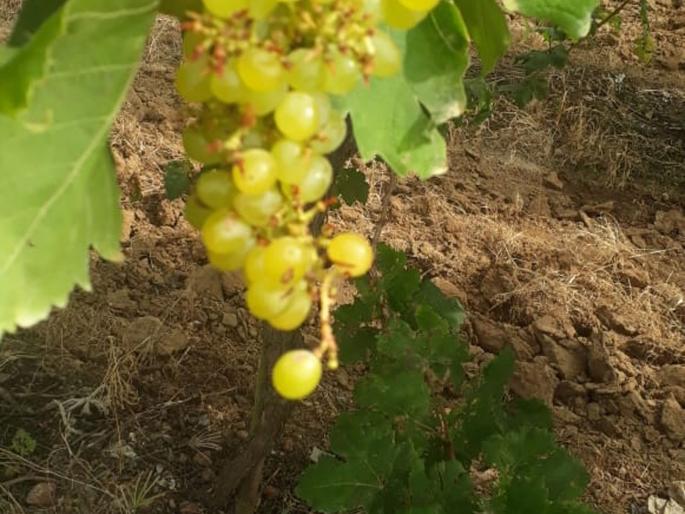 Thymens in the vineyard | अंधार पडताच ती बागेत शिरतात ; त्यांचा पहाटेपर्यंत धिंगाणा सुरू - द्राक्षबागांत वटवाघळांचे थैमान