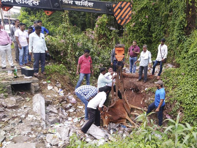 Livestock bulls from Ratnagiri zoo | रत्नागिरीतील प्राणीमित्रांकडून बैलाला जीवदान Livestock bulls from Ratnagiri zoo | रत्नागिरीतील प्राणीमित्रांकडून बैलाला जीवदान