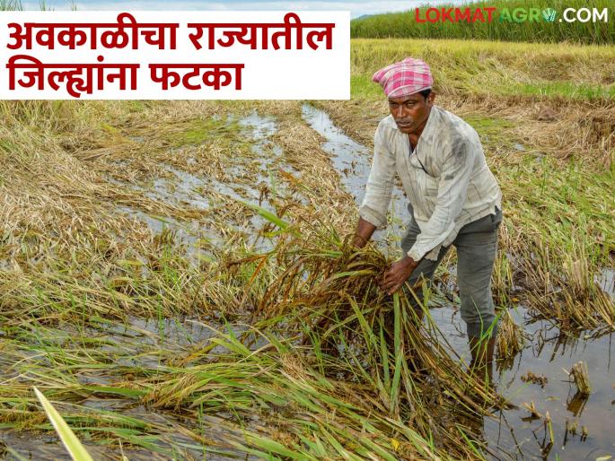 Bad weather has hit the state, many districts of Konkan, Marathwada have been affected; extreme damage | राज्यात अवकाळीचा तडाखा, कोकण, मराठवाड्यातील अनेक जिल्ह्यांना फटका; अतोनात नुकसान Bad weather has hit the state, many districts of Konkan, Marathwada have been affected; extreme damage | राज्यात अवकाळीचा तडाखा, कोकण, मराठवाड्यातील अनेक जिल्ह्यांना फटका; अतोनात नुकसान