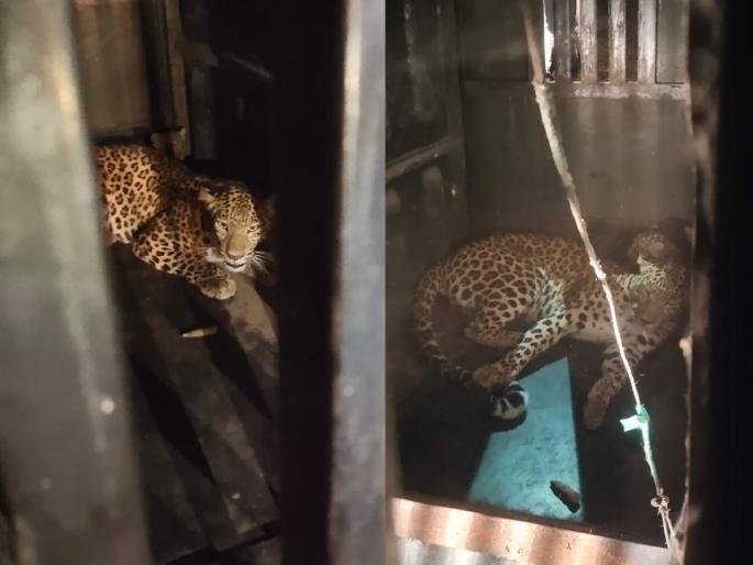 A female leopard that killed a woman in Wagholi Buti and her cubs were imprisoned | वाघोली बुटी येथील महिलेला मारणारी मादी बिबट व तिचे बछडे जेरबंद A female leopard that killed a woman in Wagholi Buti and her cubs were imprisoned | वाघोली बुटी येथील महिलेला मारणारी मादी बिबट व तिचे बछडे जेरबंद
