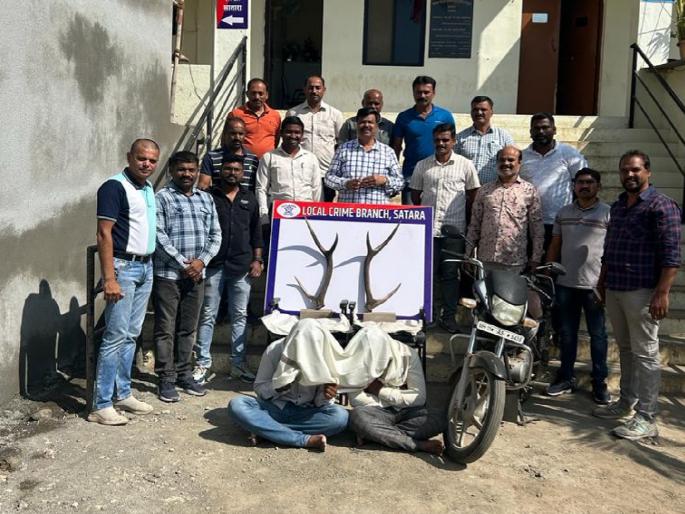 Two arrested for smuggling sambar horns | सांबराच्या शिंगाची तस्करी करणाऱ्या दोघांना अटक Two arrested for smuggling sambar horns | सांबराच्या शिंगाची तस्करी करणाऱ्या दोघांना अटक