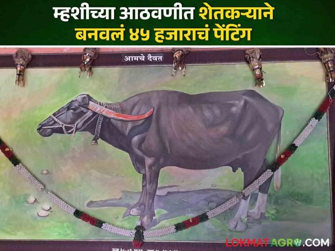 Gratitude for animals farmer made frame worth 45 thousand in memory of the buffalo | जनावरांबद्दल कृतज्ञता! शेतकऱ्याने म्हशीच्या आठवणीत बनवली ४५ हजारांची फ्रेम