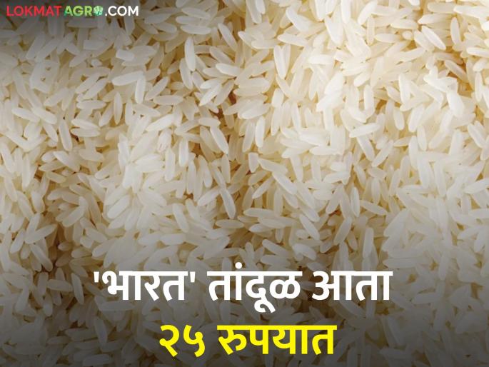 Government's 'Bharat' brand rice will now get Rs 25 per kg! | सरकारचा 'भारत' ब्रँडचा तांदूळ आता मिळणार २५ रुपये किलो! Government's 'Bharat' brand rice will now get Rs 25 per kg! | सरकारचा 'भारत' ब्रँडचा तांदूळ आता मिळणार २५ रुपये किलो!