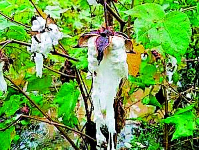 Cotton on 21,000 hectares in Warud | वरूडमधील २१ हजार हेक्टरवरील कपाशी बाद Cotton on 21,000 hectares in Warud | वरूडमधील २१ हजार हेक्टरवरील कपाशी बाद