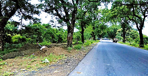 The victim of 15 thousand trees | १५ हजार झाडांचा बळी The victim of 15 thousand trees | १५ हजार झाडांचा बळी