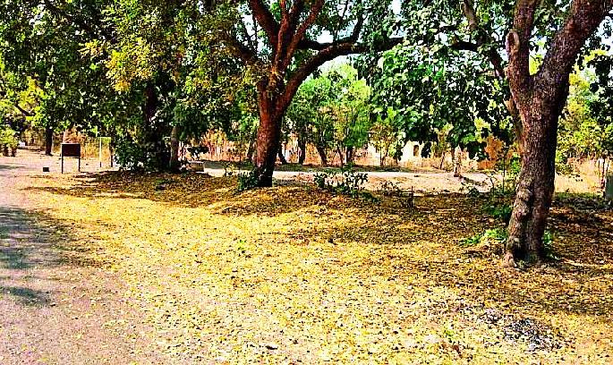 Summer greetings | पर्णगळीने उन्हाळ्याचे स्वागत