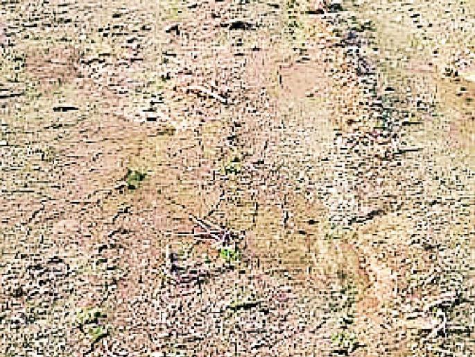 Seeds worth Rs 5 crore | पाच कोटींचे बियाणे मातीमोल
