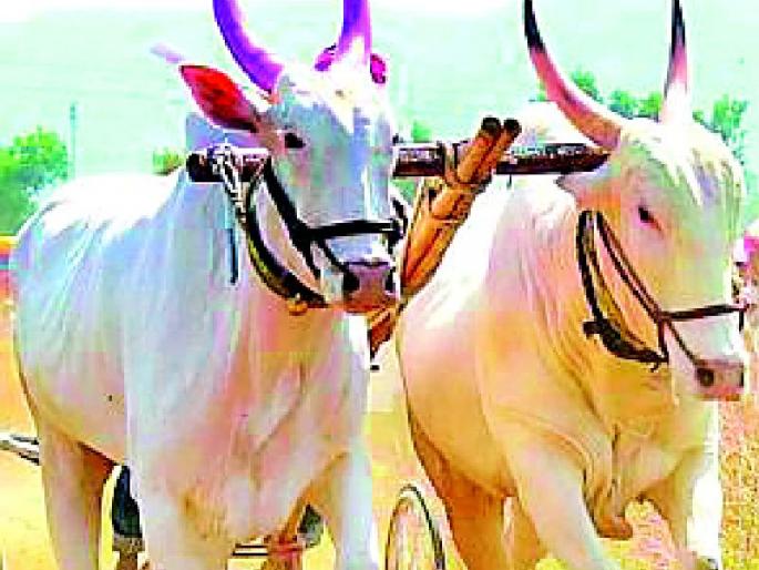sale purchase of bulls | बैलजोडींची खरेदी-विक्री बंद sale purchase of bulls | बैलजोडींची खरेदी-विक्री बंद