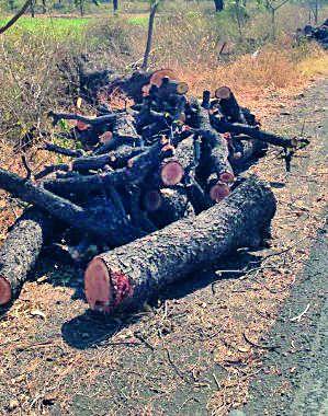 Planting trees | आडजात वृक्ष कटाईला उधाण