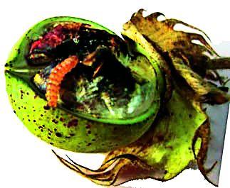 Compensation Numbers' | नुकसान भरपाईची आकडे‘फेक’ Compensation Numbers' | नुकसान भरपाईची आकडे‘फेक’