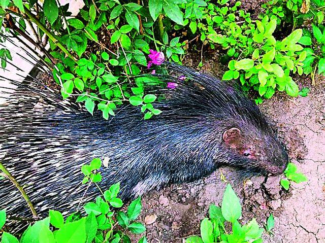 Death of a woman who is scared of the woman | मनुष्यदर्शनाने घाबरलेल्या मादी सायाळचा मृत्यू Death of a woman who is scared of the woman | मनुष्यदर्शनाने घाबरलेल्या मादी सायाळचा मृत्यू