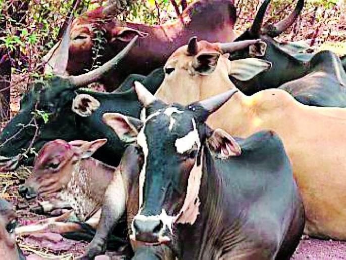 Fodder famine, one million livestock hunger strike | चाऱ्याचा दुष्काळ, १० लाख पशुधनाची उपासमार Fodder famine, one million livestock hunger strike | चाऱ्याचा दुष्काळ, १० लाख पशुधनाची उपासमार