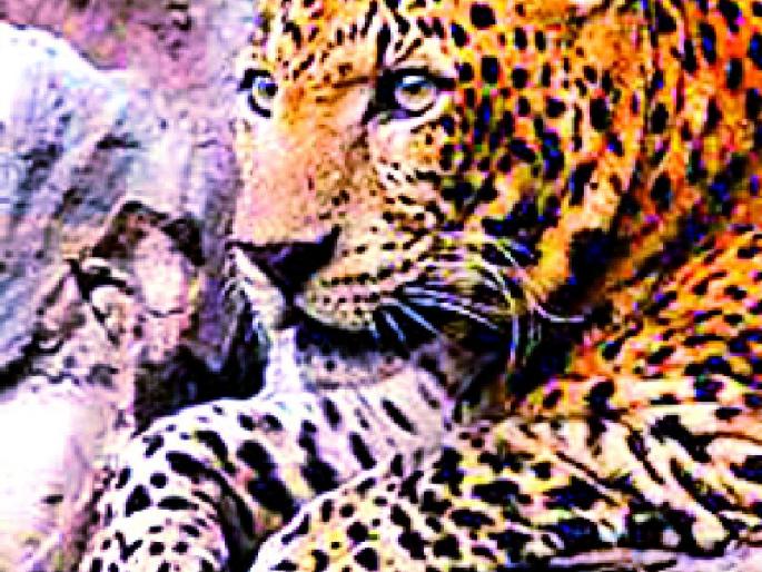 The scorching heat continues | बिबट्याचा धुमाकूळ कायम