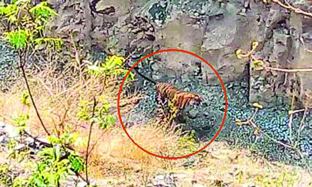 Visiting the tiger in Linga, Karwar area | लिंगा, करवार परिसरात वाघाचे दर्शन Visiting the tiger in Linga, Karwar area | लिंगा, करवार परिसरात वाघाचे दर्शन