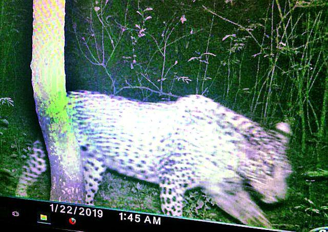 The leopard in the vicinity of the university in the university | विद्यापीठात कुलगुरू बंगल्याच्या परिसरात बिबट The leopard in the vicinity of the university in the university | विद्यापीठात कुलगुरू बंगल्याच्या परिसरात बिबट