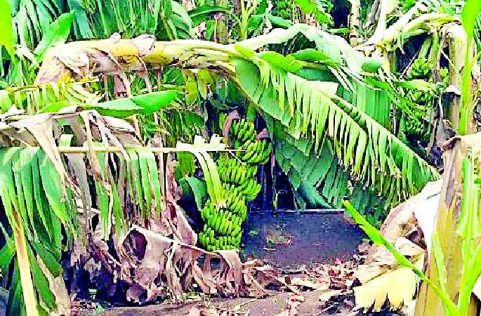 12 lakh bananas are made | १२ लाखांवर केळी करपली